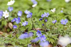 Flowering anemone carpet in the forest