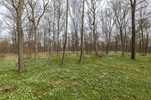 Flowering anemone carpet in the forest