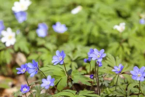 Flowering anemone carpet in the forest