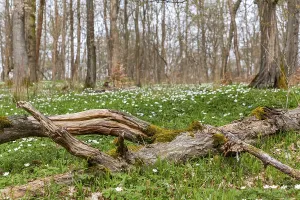Flowering anemone carpet in the forest