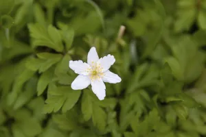 Flowering anemone carpet in the forest