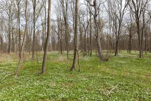 Flowering anemone carpet in the forest