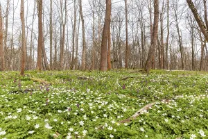 Flowering anemone carpet in the forest