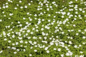 Flowering anemone carpet in the forest