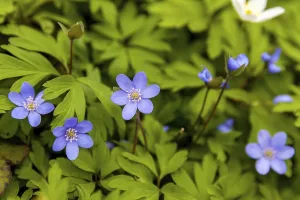 Flowering anemone carpet in the forest