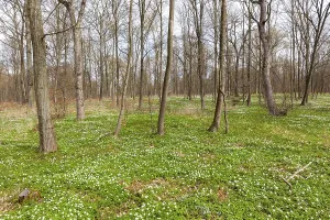 Flowering anemone carpet in the forest