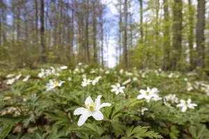 Flowering Anemone Nature Experience Selketal