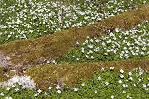 Flowering Anemones in the Forest Harz Anemone