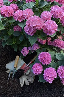 Flowering bigleaf hydrangea (Hydrangea macrophylla) and garden tools