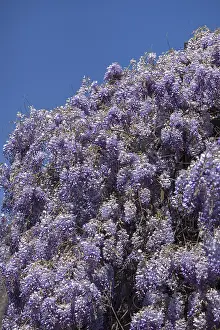 Flowering blue vine (Wisteria)