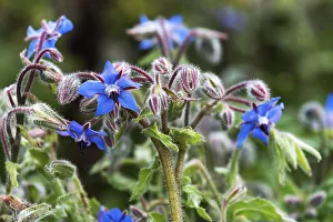 Flowering borage (Borago officinalis)