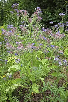 Flowering Borage (Borago officinalis) in farm garden