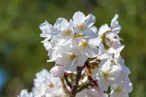 Flowering cherry blossoms in spring