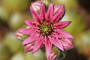 Flowering Cobweb House Leek, Cobweb Houseleek (Sempervivum arachnoideum)