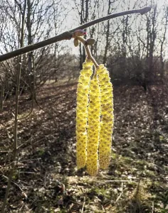 Flowering common hazel (Corylus avellana) in backlight in Ystad