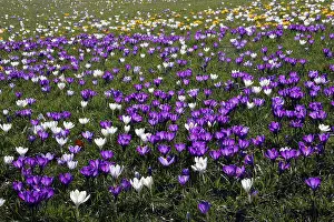 Flowering crocus meadow in spring - dutch crocusses (Crocus vernus)