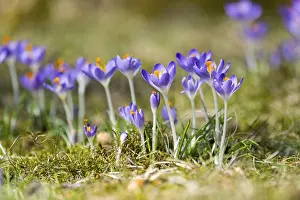 Flowering crocuses (Crocus) in the garden in springtime on a sunny day