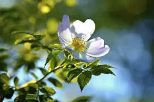Flowering of the Dog rose (Rosa canina)
