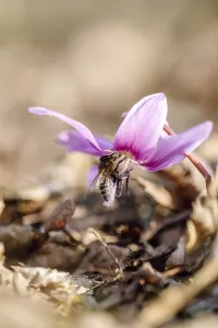 Flowering dog's tooth violet (Erythronium dens-canis) with bee