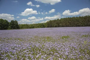 Flowering field of Phacelia (Phacelia tanacetifolia)