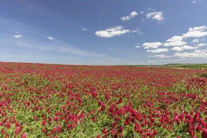 Flowering field of Trifolium incarnatum