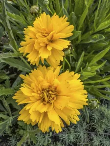 Flowering Girl's eye (Coreopsis Early Sunrise)