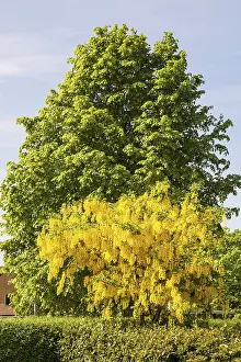 Flowering Golden chain (Laburnum) or Golden rain in front of a chestnut tree in Ystad