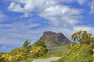 Flowering gorse in intense colours in front of a high mountain