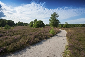 Category Mountain Landscapes Prints: Flowering heath and hiking trail