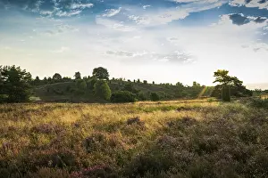 Flowering heath and juniper, sunrise