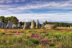 Flowering heath, stone circle, stone row