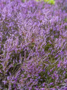 Flowering heather (Calluna vulgaris)