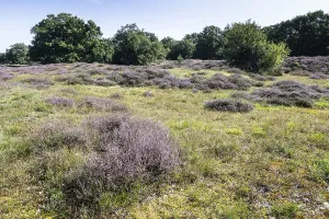 Flowering heather (Calluna vulgaris) in the Hutewald