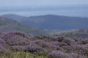 Flowering heather (Erica) in a mountainous landscape on the edge of Snowdonia National Park