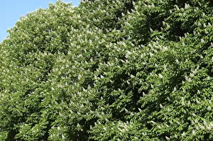 Flowering Horse-chestnut Aesculus hippocastanum