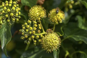 Flowering ivy (Hedera) with a honeybee (Apis)