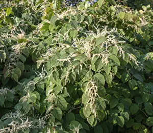 Flowering Japanese Knotweed (Fallopia Japonica)