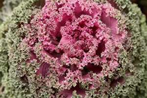 Category Historic EN Prints: Flowering Kale or ornamental Cabbage Latin name Brassica oleracea species