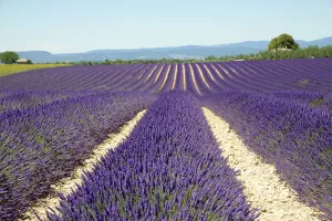 Flowering lavender field (Lavandula angustifolia)