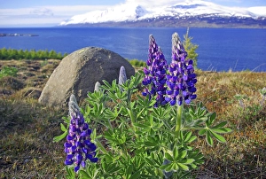 Category Mountain Landscapes Prints: Flowering lupines at Eyjafjoerour