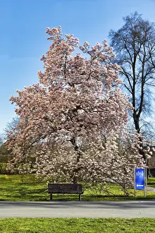 Flowering magnolia tree (Magnolia x soulangiana)