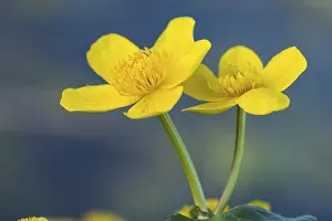 Flowering Marsh marigold ( Caltha palustris) Ochsenmoor