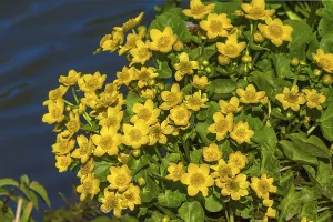 Flowering marsh marigold (Caltha palustris) at a pond