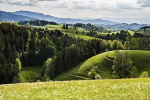 Flowering meadow and mountains