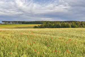Flowering meadows and fields
