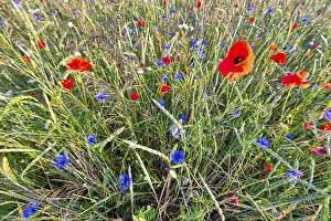 Flowering meadows and fields