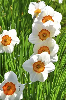 Flowering Narcissus tazetta (Narcissus tazetta) or Tazette