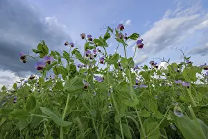 Flowering pea field (Pisum sativum)