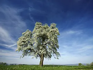 Flowering pear tree (Pyrus communis)