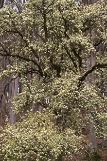 A flowering pear tree (Pyrus communis) in the forest